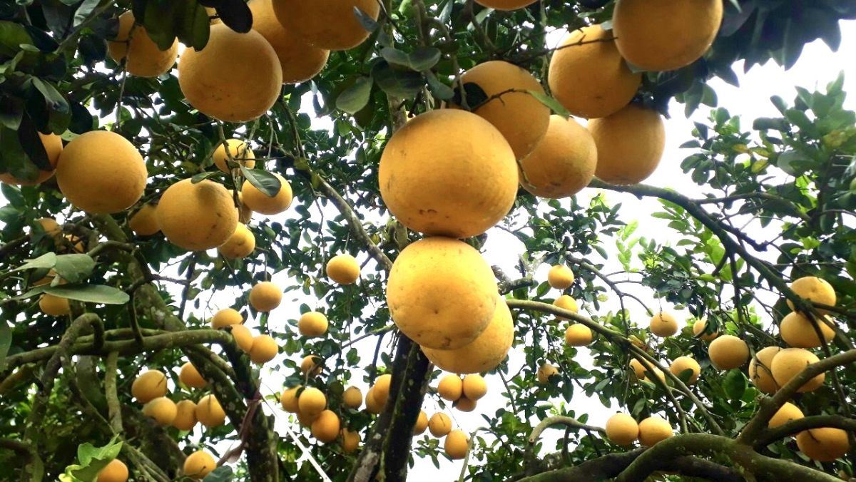Bưởi Đoan Hùng chọn quả nào