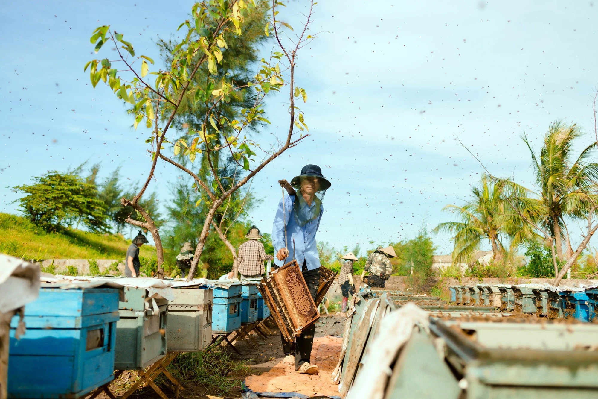 Mật ong rừng bị kết tinh